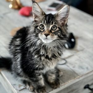 chico maine coon kitten for sale