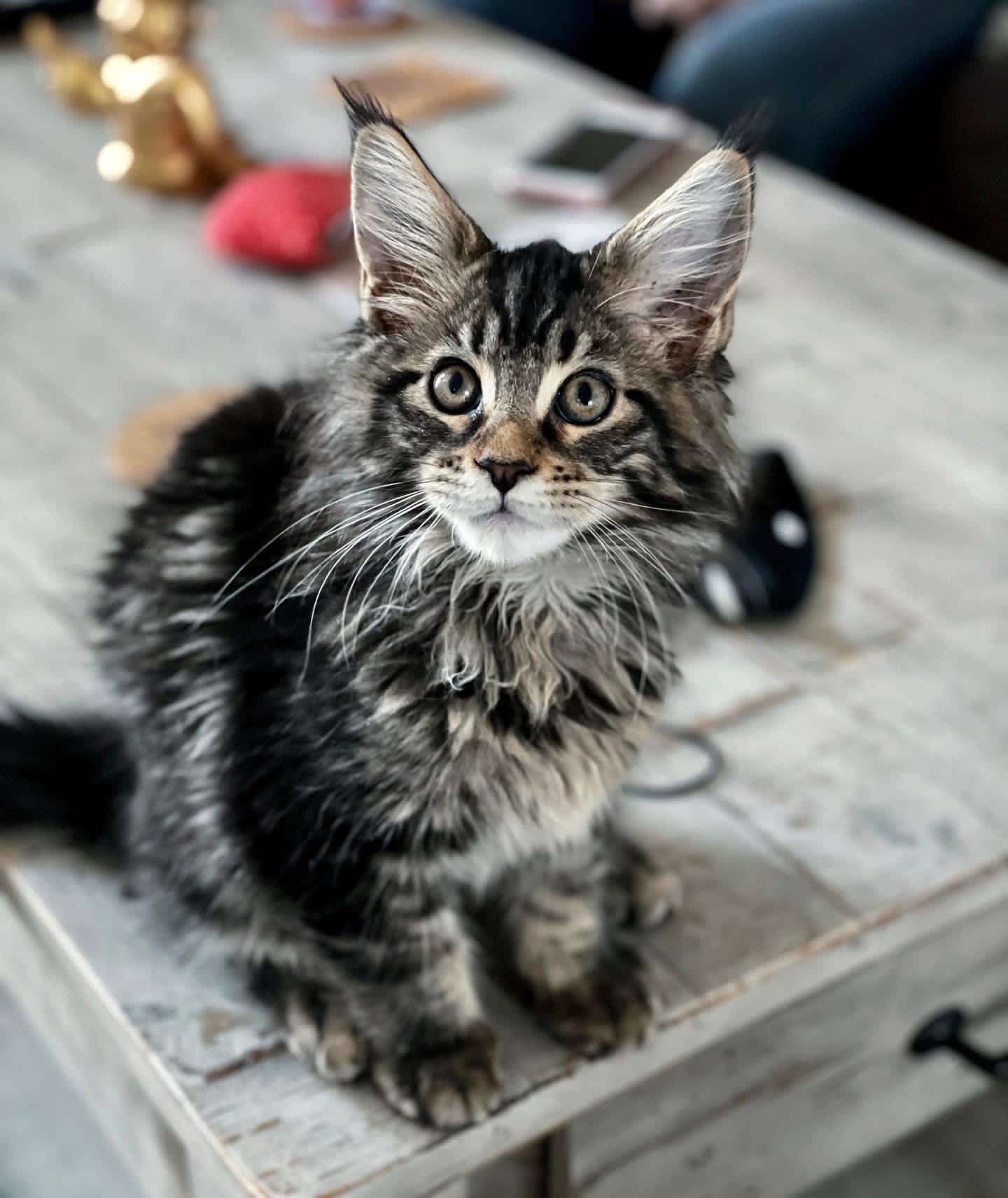 chico maine coon kitten for sale
