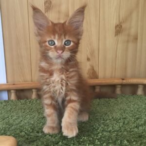 jax maine coon kitten for sale
