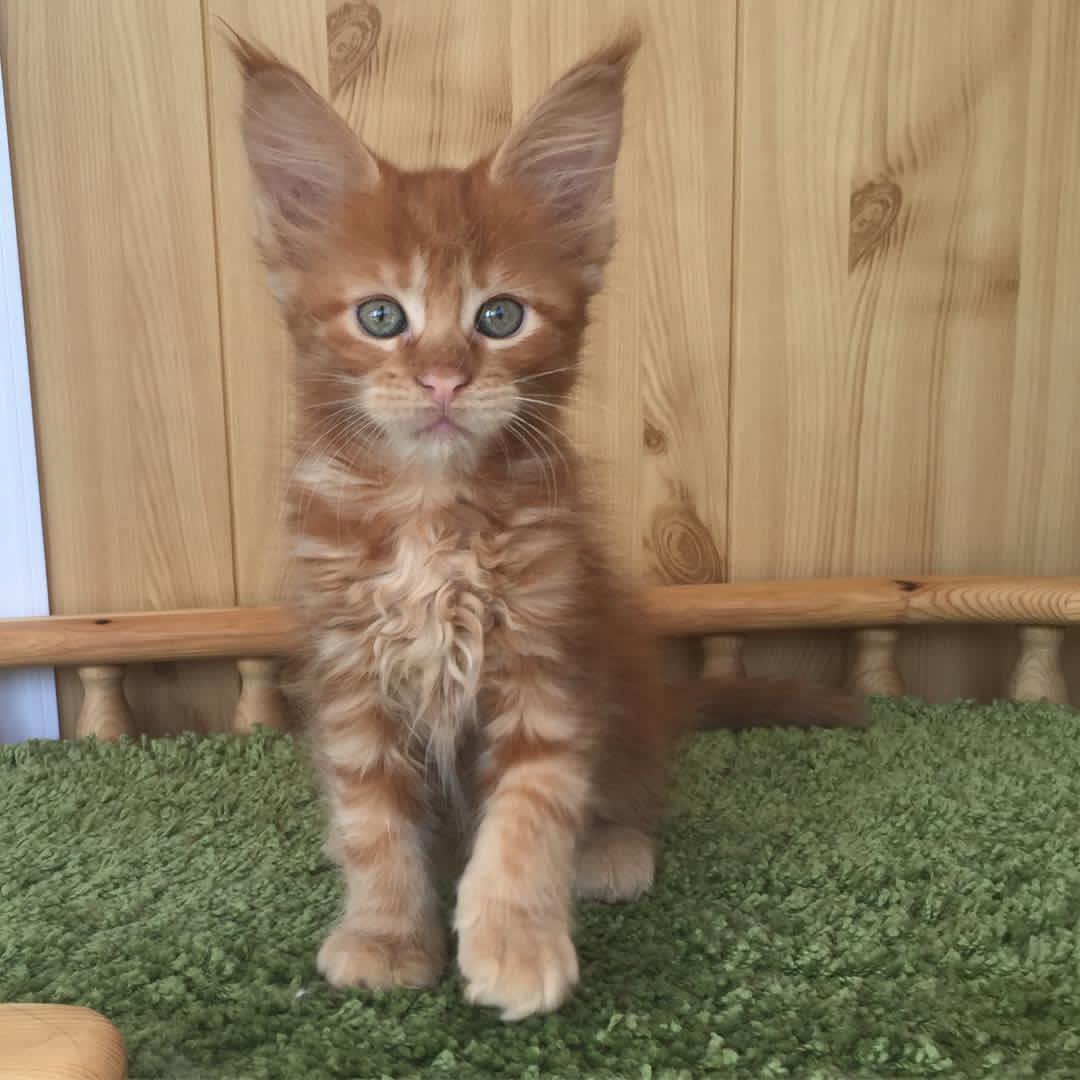 jax maine coon kitten for sale