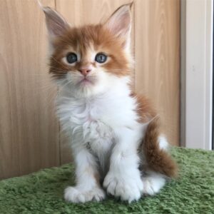 leo maine coon kitten for sale