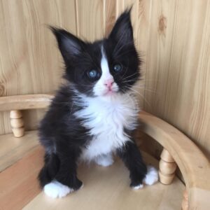 mara maine coon kitten for sale