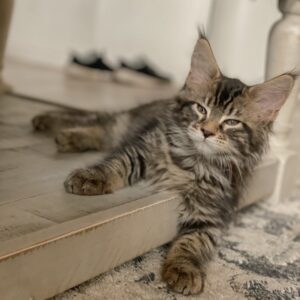 milo maine coon kitten for sale