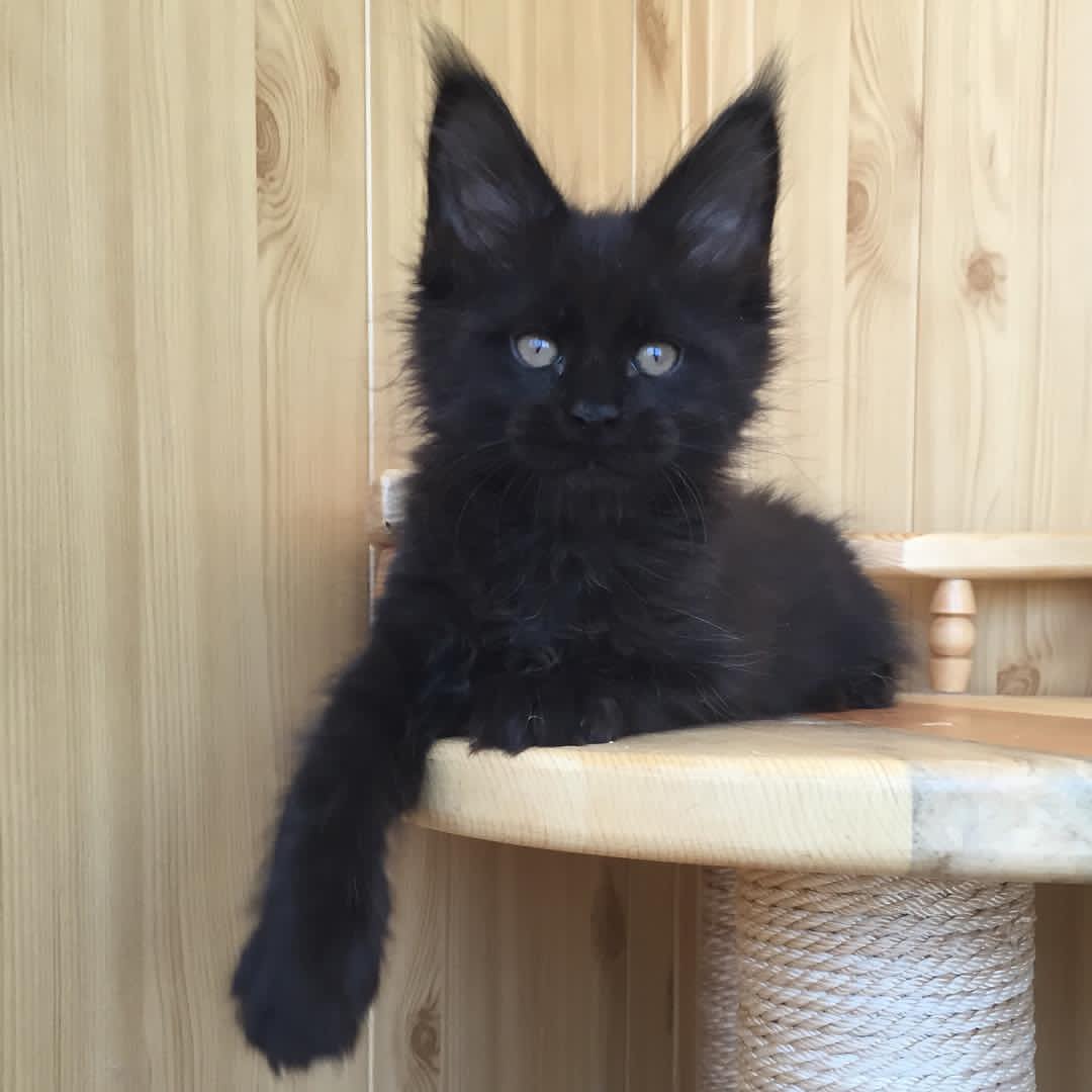 sophie maine coon kitten for sale