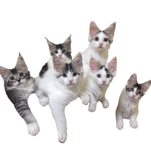 welcome to ben maine coon kittens for sale usa welcome to ben maine coon kittens for sale usa