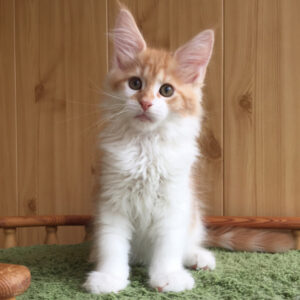 yuri maine coon kitten for sale
