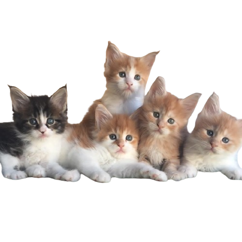 maine coon kittens for sale maine coon kittens for sale